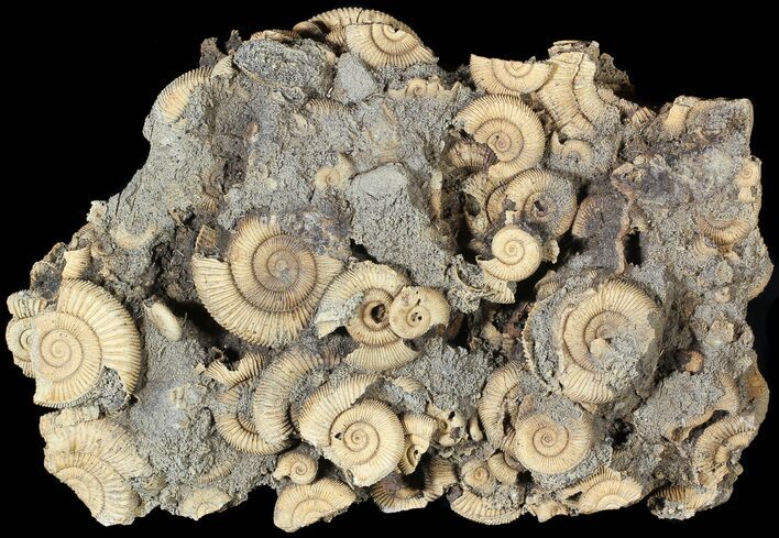 Wide Dactylioceras Ammonite Cluster - Germany #63329